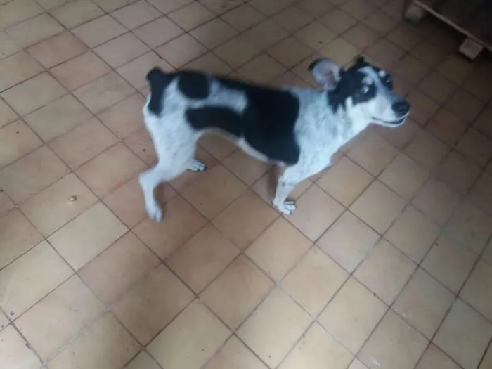 Cachorro ra a Vira lata idade 1 ano nome Rex
