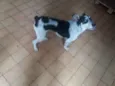 Rex