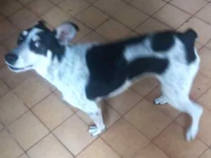 Cachorro raça Vira lata idade 1 ano nome Rex
