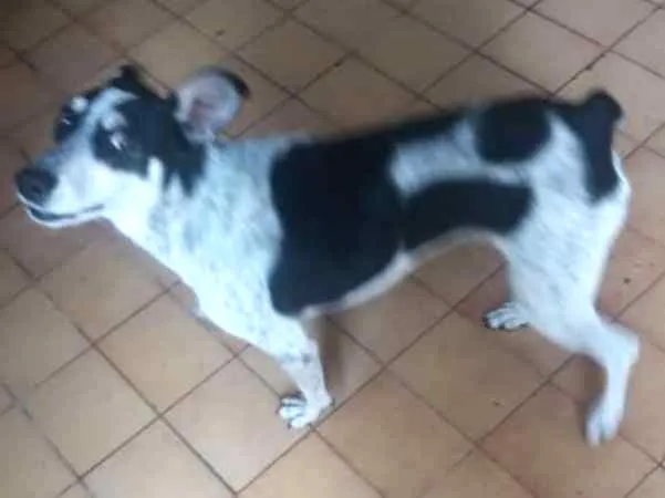 Cachorro ra a Vira lata idade 1 ano nome Rex