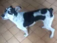 Rex