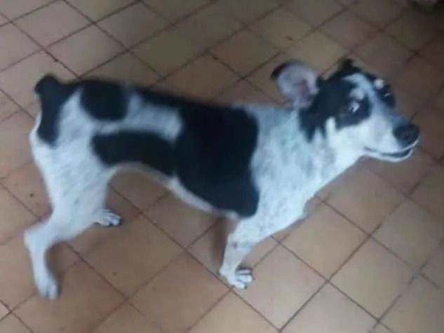 Cachorro ra a Vira lata idade 1 ano nome Rex