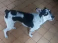 Rex