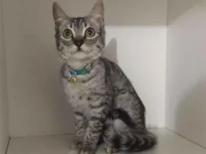 Gato raça srd idade 2 a 6 meses nome Pepe
