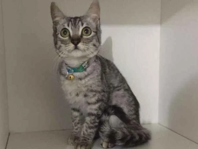 Gato ra a srd idade 2 a 6 meses nome Pepe
