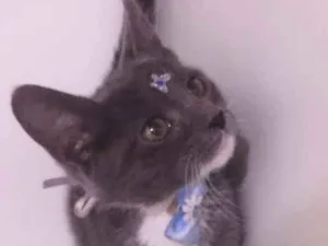 Gato raça SRD idade 2 a 6 meses nome Amora