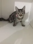Penelope