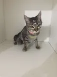 Penelope