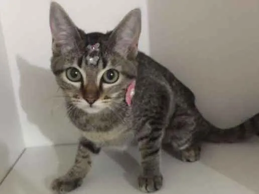 Gato ra a SRD idade 2 a 6 meses nome Penelope
