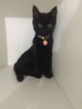 Mimi