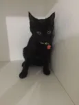Mimi
