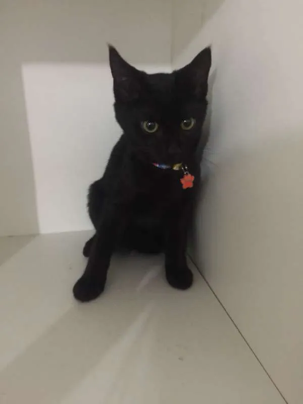 Gato ra a srd idade 2 a 6 meses nome Mimi