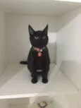 Mimi