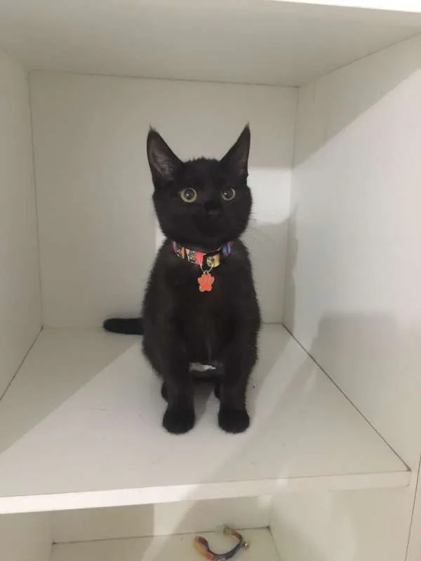 Gato ra a srd idade 2 a 6 meses nome Mimi