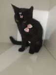 Pantera