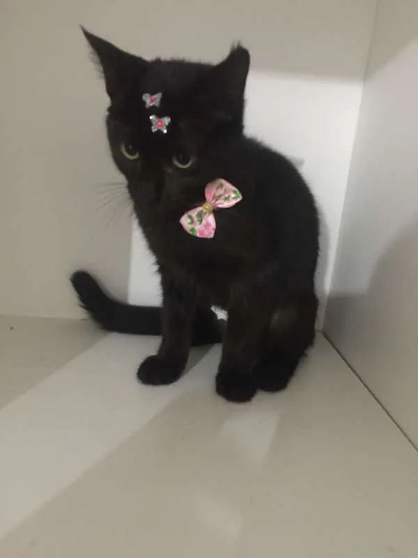 Gato ra a srd idade 2 a 6 meses nome Pantera