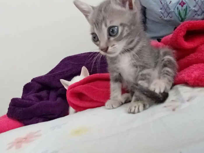 Gato ra a Vira Lata idade Abaixo de 2 meses nome Sem nomes