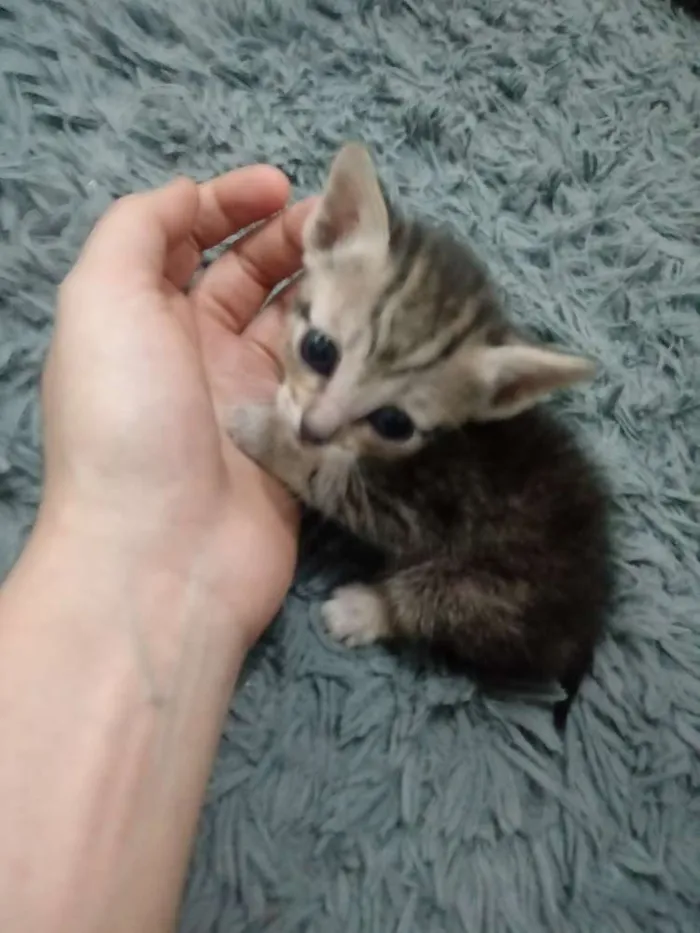 Gato ra a Vira Lata idade Abaixo de 2 meses nome Sem nomes
