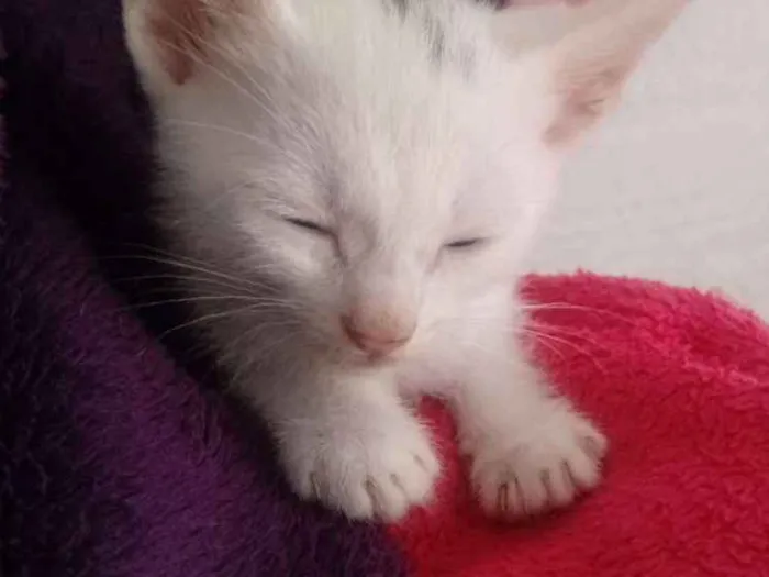 Gato ra a Vira Lata idade Abaixo de 2 meses nome Sem nomes