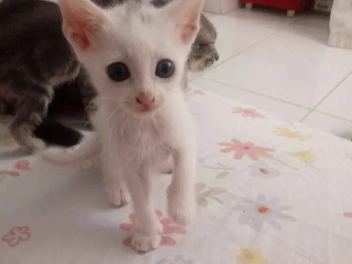 Gato ra a Vira Lata idade Abaixo de 2 meses nome Sem nomes