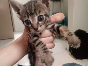 Gato raça Vira Lata idade Abaixo de 2 meses nome Sem nomes