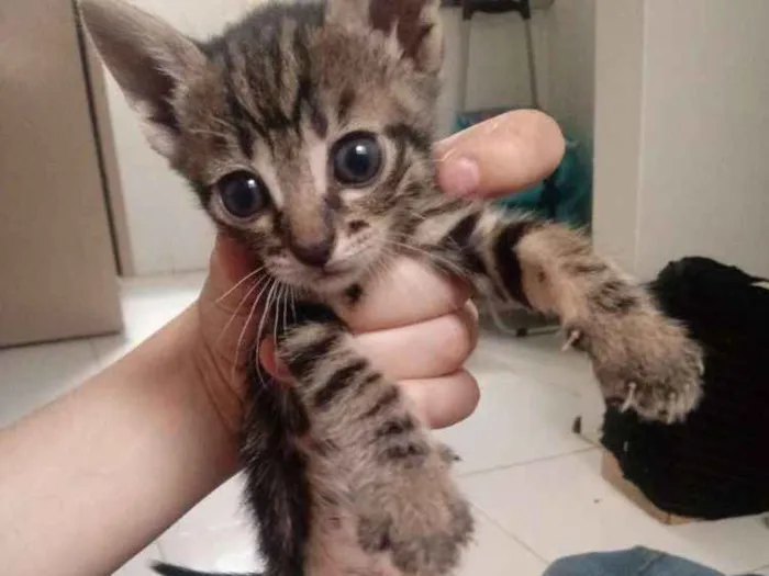 Gato ra a Vira Lata idade Abaixo de 2 meses nome Sem nomes