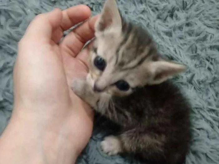Gato ra a Vira Lata idade Abaixo de 2 meses nome Sem nomes