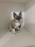HORACIO 