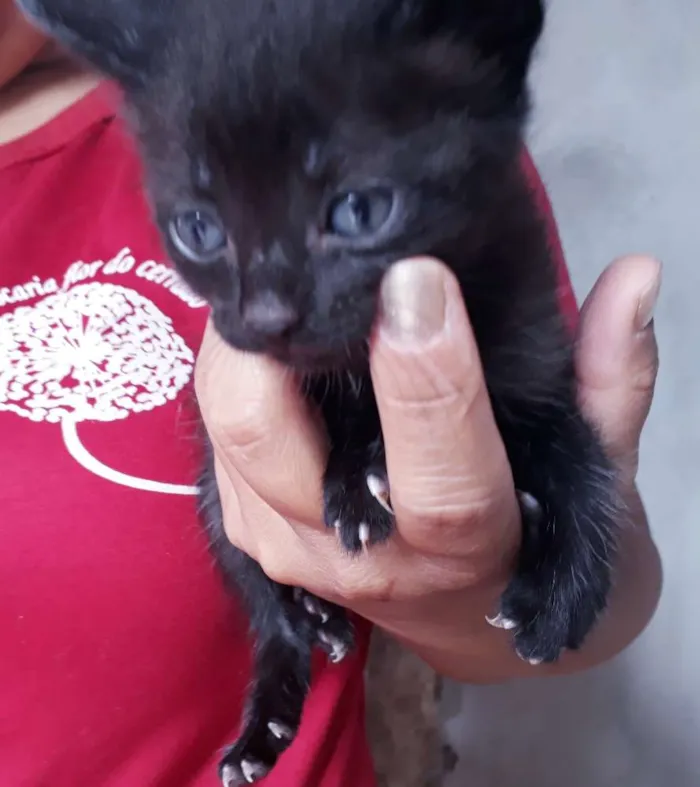 Gato ra a SRD idade Abaixo de 2 meses nome Sem nome 