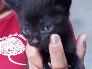 Gato raça SRD idade Abaixo de 2 meses nome Sem nome 