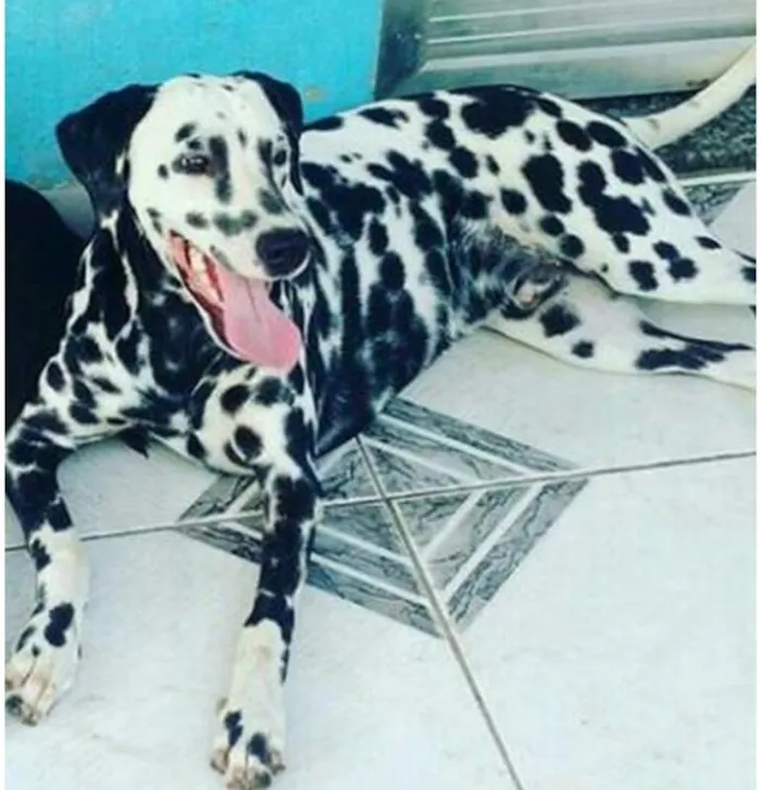 Cachorro ra a Dálmata idade 1 ano nome Drico