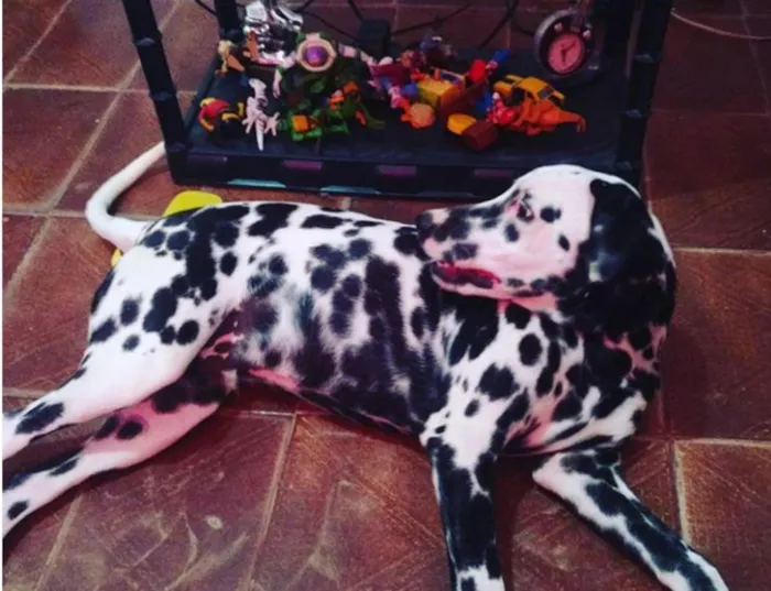 Cachorro ra a Dálmata idade 1 ano nome Drico