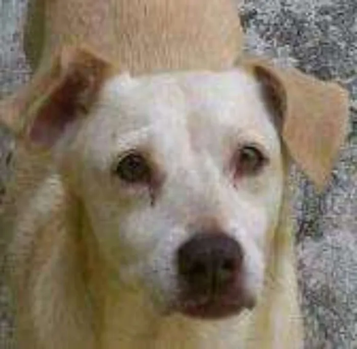 Cachorro ra a Vira lata idade 6 ou mais anos nome Timothy