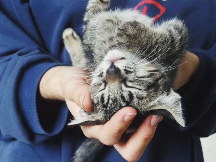 Gato ra a SEM RAÇA DEFINIDA idade 2 a 6 meses nome SEM NOME