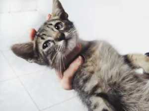 Gato raça SEM RAÇA DEFINIDA idade 2 a 6 meses nome SEM NOME