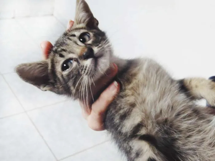 Gato ra a SEM RAÇA DEFINIDA idade 2 a 6 meses nome SEM NOME