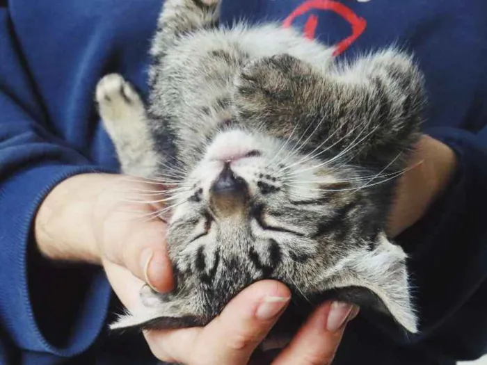 Gato ra a SEM RAÇA DEFINIDA idade 2 a 6 meses nome SEM NOME
