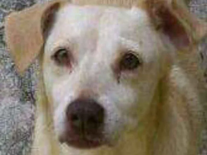 Cachorro ra a Vira lata idade 6 ou mais anos nome Timothy
