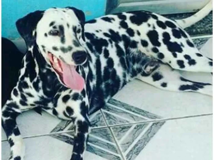 Cachorro ra a Dálmata idade 1 ano nome Drico