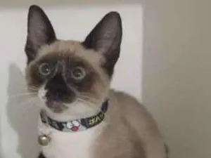 Gato raça SRD idade 2 a 6 meses nome HORACIO 