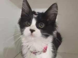 Gato raça SRD idade 2 a 6 meses nome LIKA