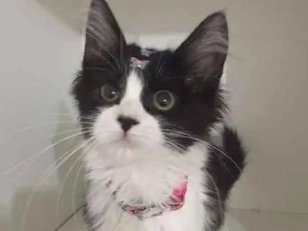 Gato ra a SRD idade 2 a 6 meses nome LIKA