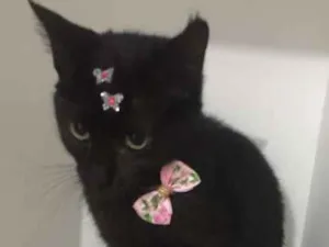 Gato raça srd idade 2 a 6 meses nome Pantera