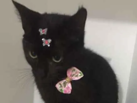 Gato ra a srd idade 2 a 6 meses nome Pantera
