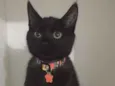 Mimi