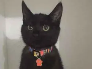 Gato raça srd idade 2 a 6 meses nome Mimi