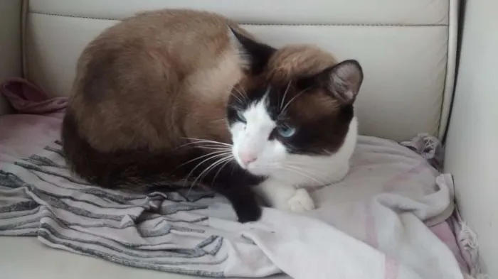 Gato raça Siamês idade 1 ano nome Mitchell