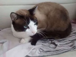 Gato raça Siamês idade 1 ano nome Mitchell