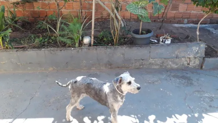 Cachorro ra a SRD idade 3 anos nome Menina