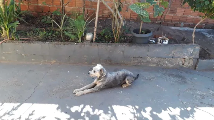 Cachorro ra a SRD idade 3 anos nome Menina